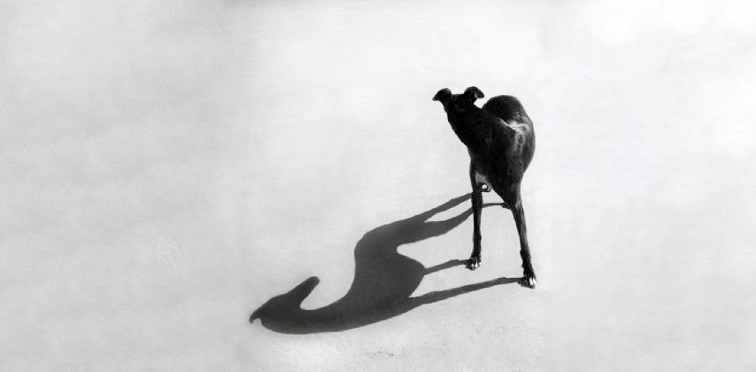 A black and white photograph of a Lurcher dog casting a shadow on to the ground